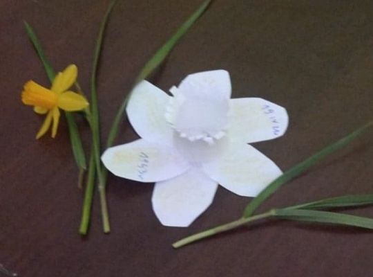 Akcja Żonkile 2021. Łączy nas pamięć !