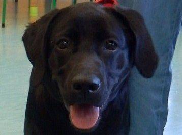 Dżok i Baja. Jesienne spotkania z „Biblioteką Przedszkolaka”