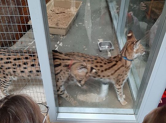 Edukacyjne Zoo-Egzotyczne