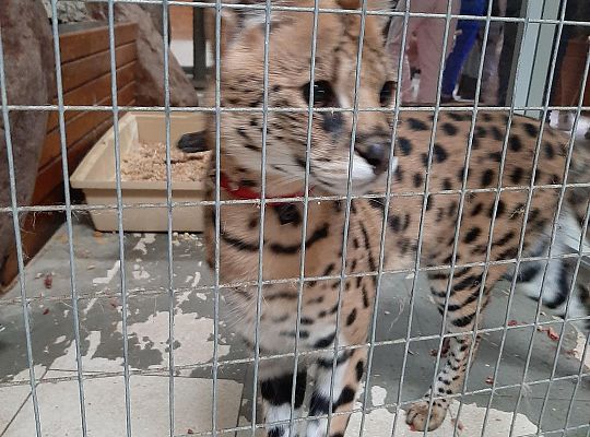 Edukacyjne Zoo-Egzotyczne