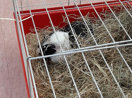 Spotkanie z weterynarzem