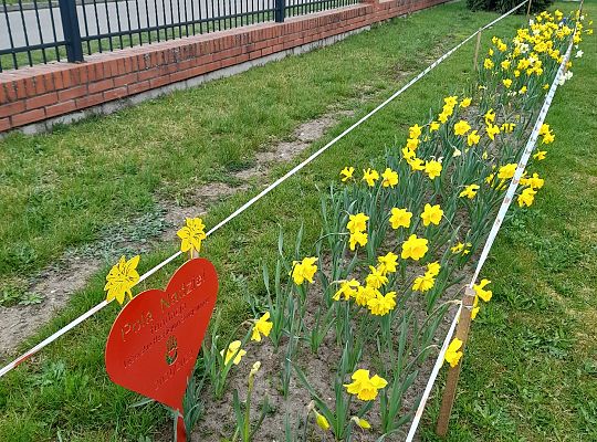 Pola nadziei - efekty