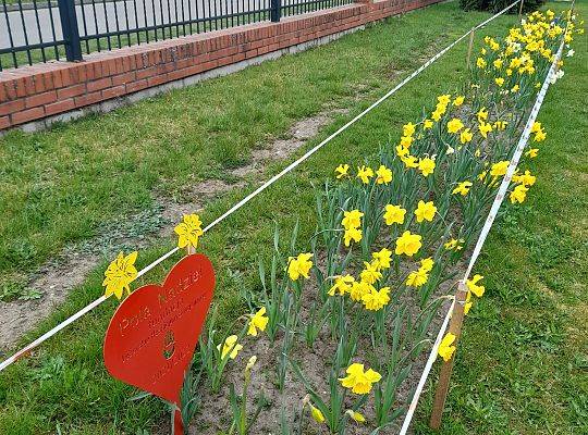 Pola nadziei - efekty