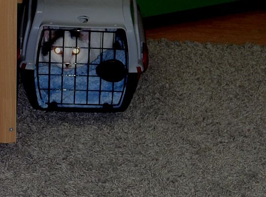 Światowy Dzień Kota