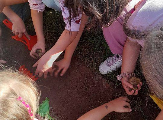 Przygoda z nauką. ZIEMNIAK