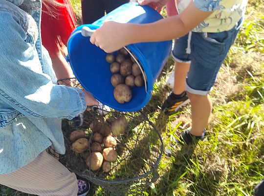 Przygoda z nauką. ZIEMNIAK