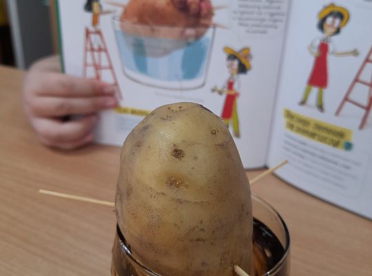 Przygoda z nauką. ZIEMNIAK