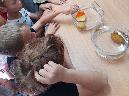 Przygoda z nauką. ZIEMNIAK