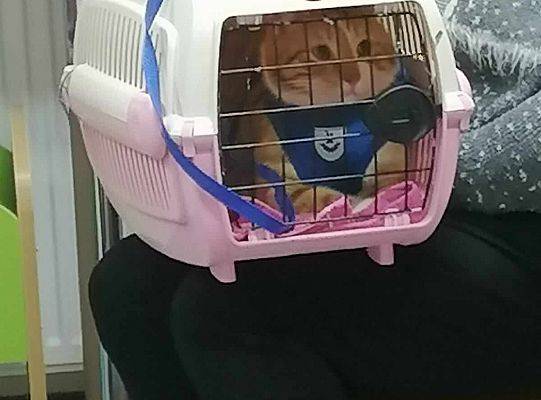 Spotkanie z Okazji Światowego Dnia Kota