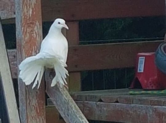 Wycieczka klasy 2b do gołębnika Pana Romana