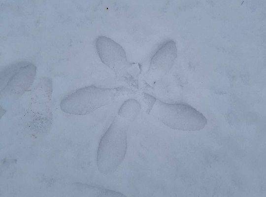 Zimowe zabawy z klasą 1a – zdążyliśmy przed roztopami!