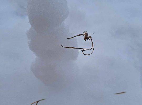 Zimowe zabawy z klasą 1a – zdążyliśmy przed roztopami!