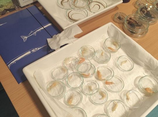 Wycieczka klas trzecich do Oceanarium w Gdyni